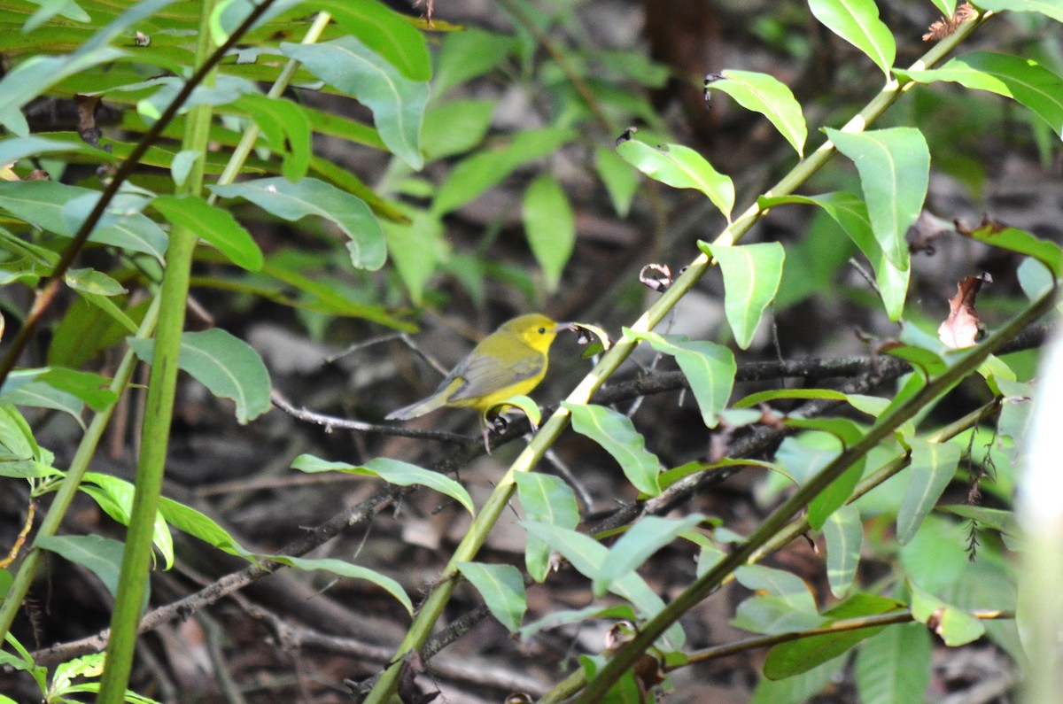 hetteparula - ML626258321