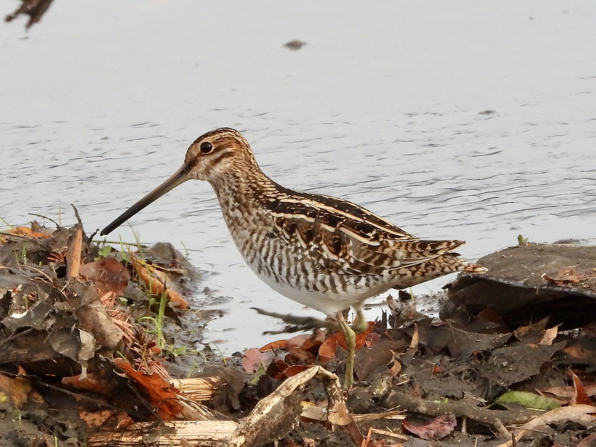 Wilson's Snipe - ML626258505