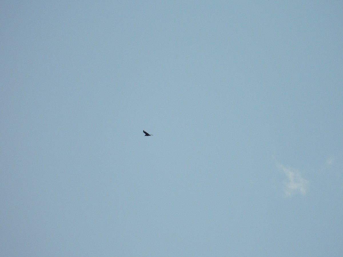 Zopilote beltza - ML626258775