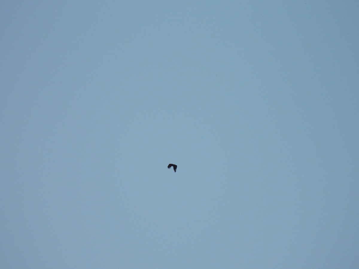 Zopilote beltza - ML626258776