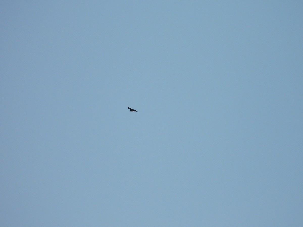 Zopilote beltza - ML626258778