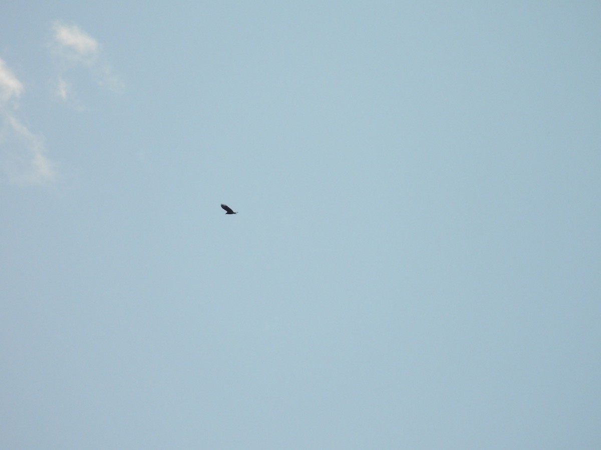 Zopilote beltza - ML626258779