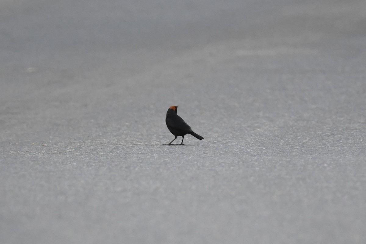 Chestnut-capped Blackbird - ML626259029