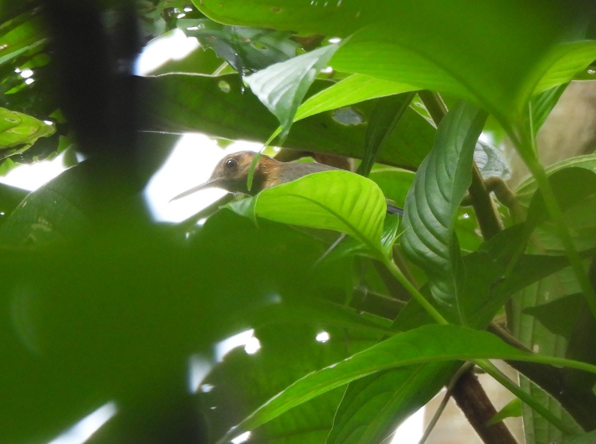 Long-billed Gnatwren - ML626259145