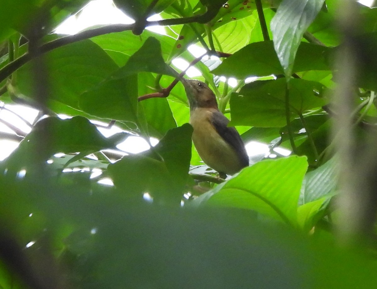 Long-billed Gnatwren - ML626259150