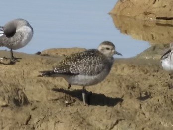 American Golden-Plover - ML626259399