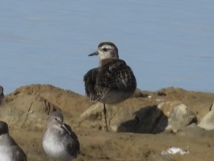 American Golden-Plover - ML626259401