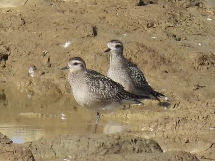 American Golden-Plover - ML626259406