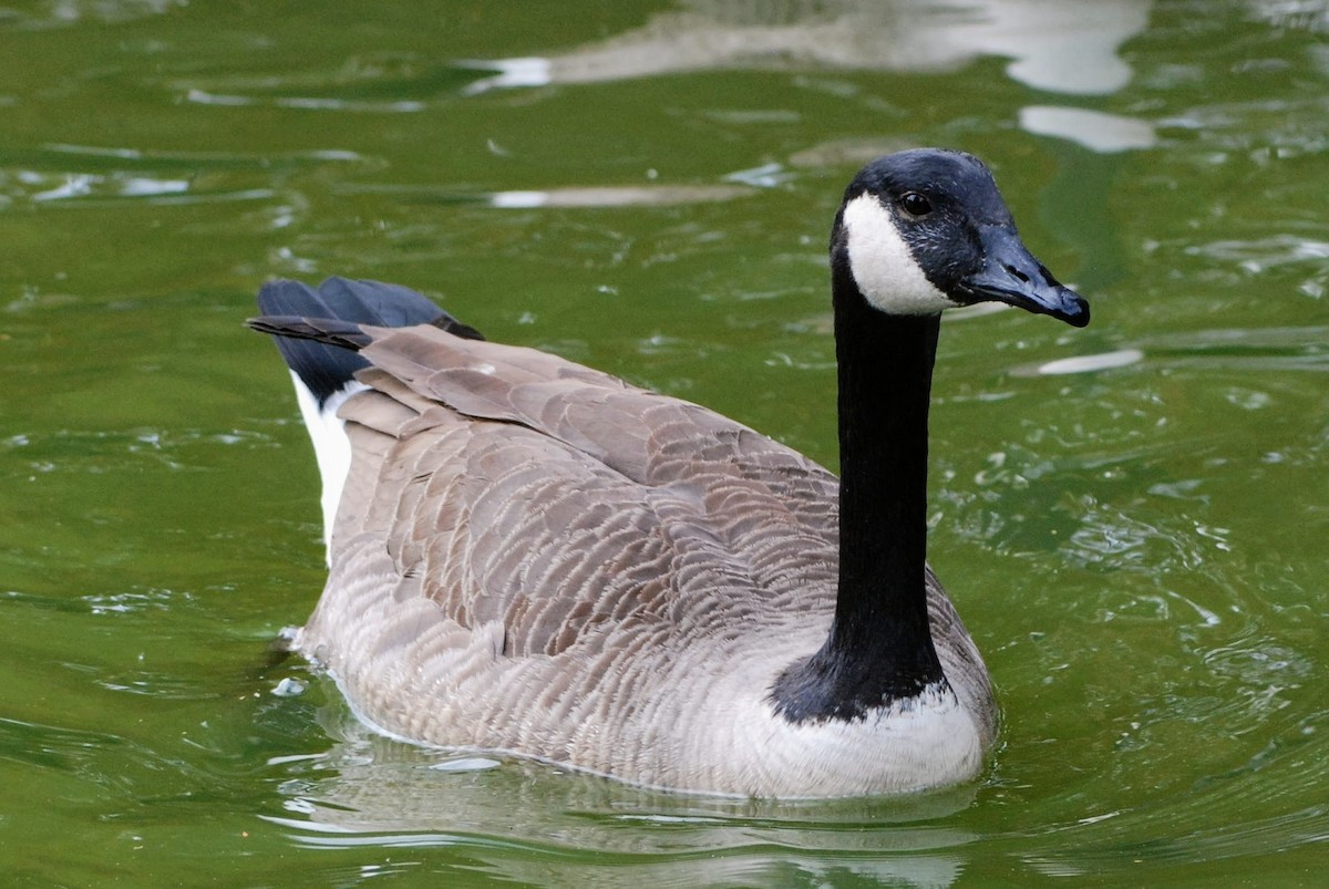 Канад галуу - ML626259512