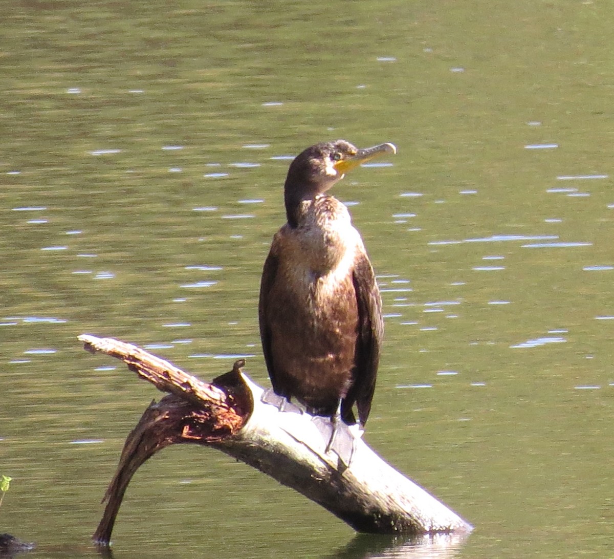 Double-crested Cormorant - ML626259533