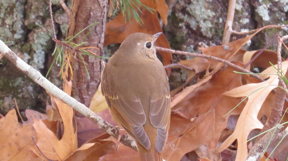 Hermit Thrush - ML626259552