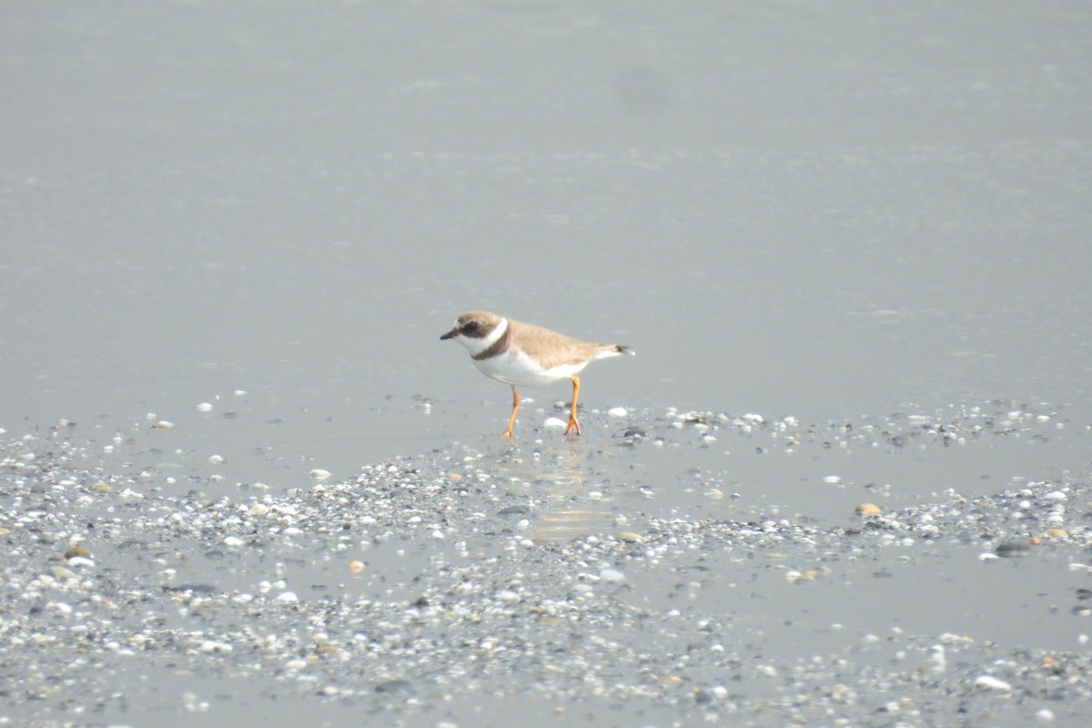 Semipalmated Plover - ML626259968