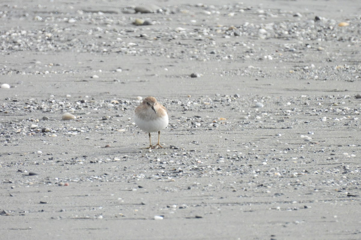 Least Sandpiper - ML626259975