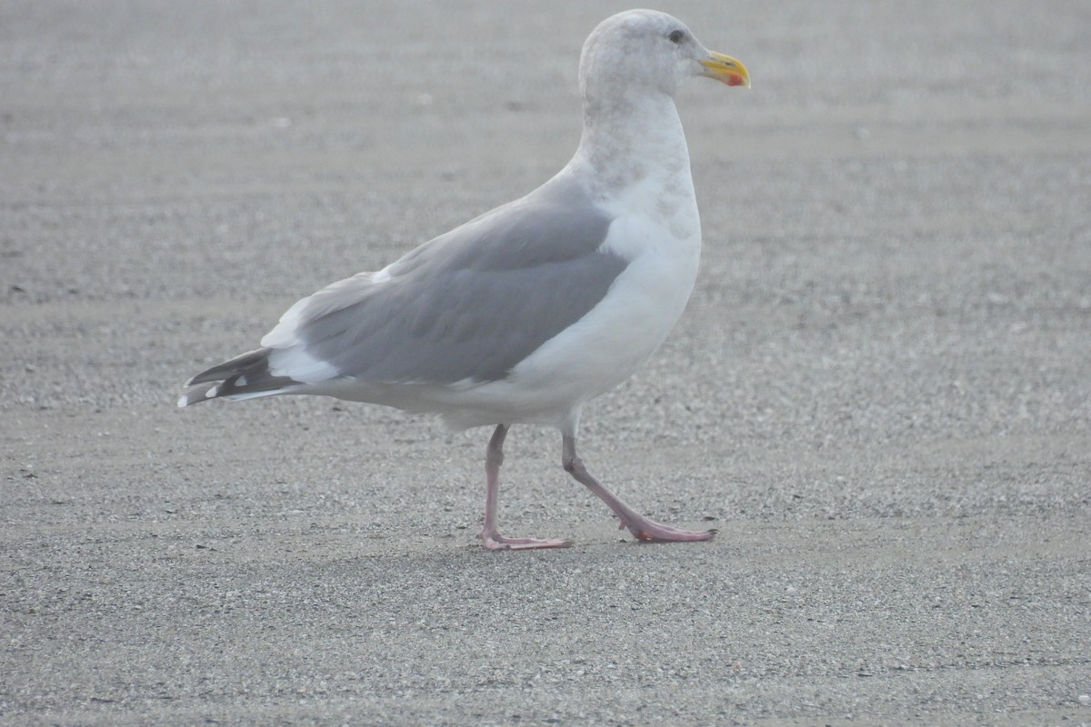 Glaucous-winged Gull - ML626259999