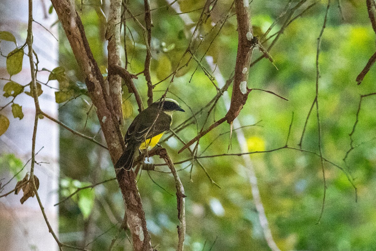 Social Flycatcher (Vermilion-crowned) - ML626260020