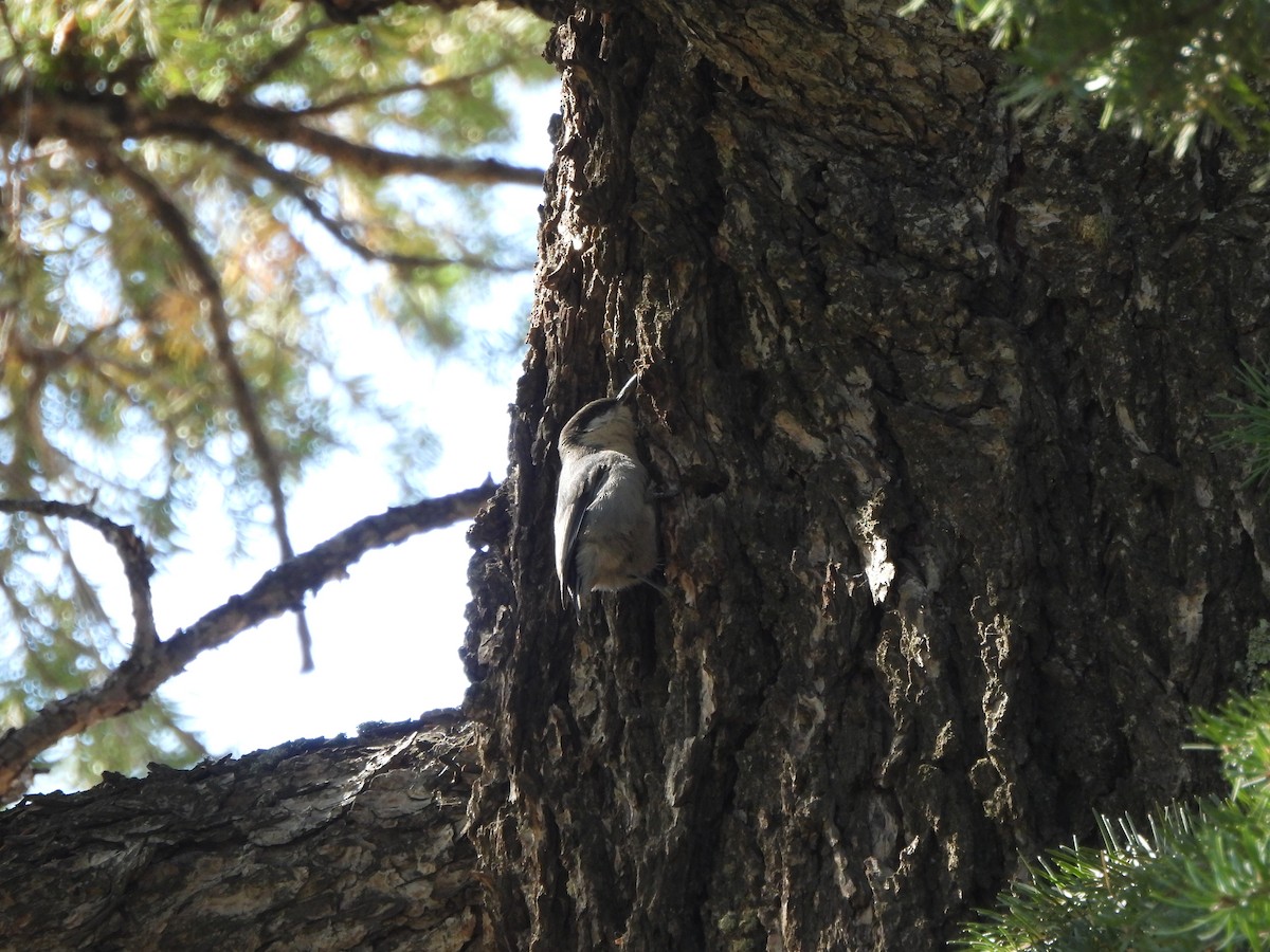 Pygmy Nuthatch - ML626260046
