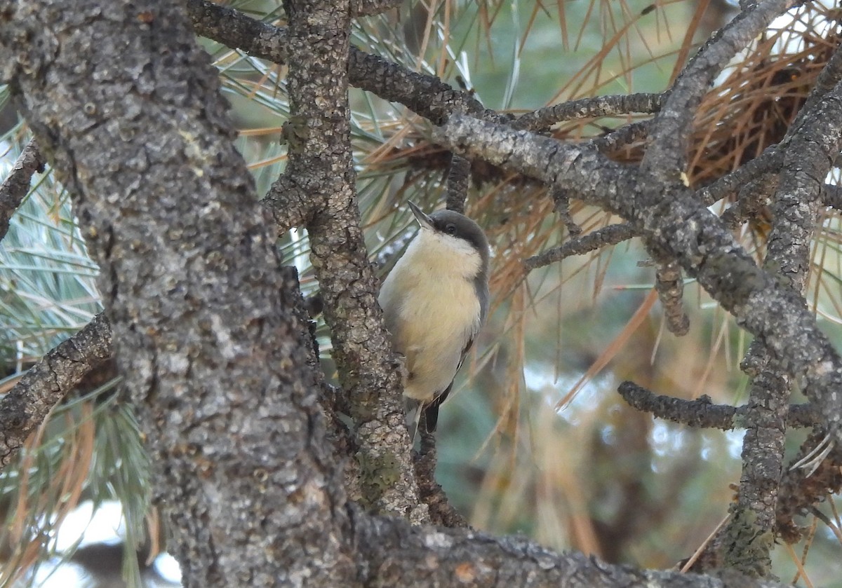 Pygmy Nuthatch - ML626260049