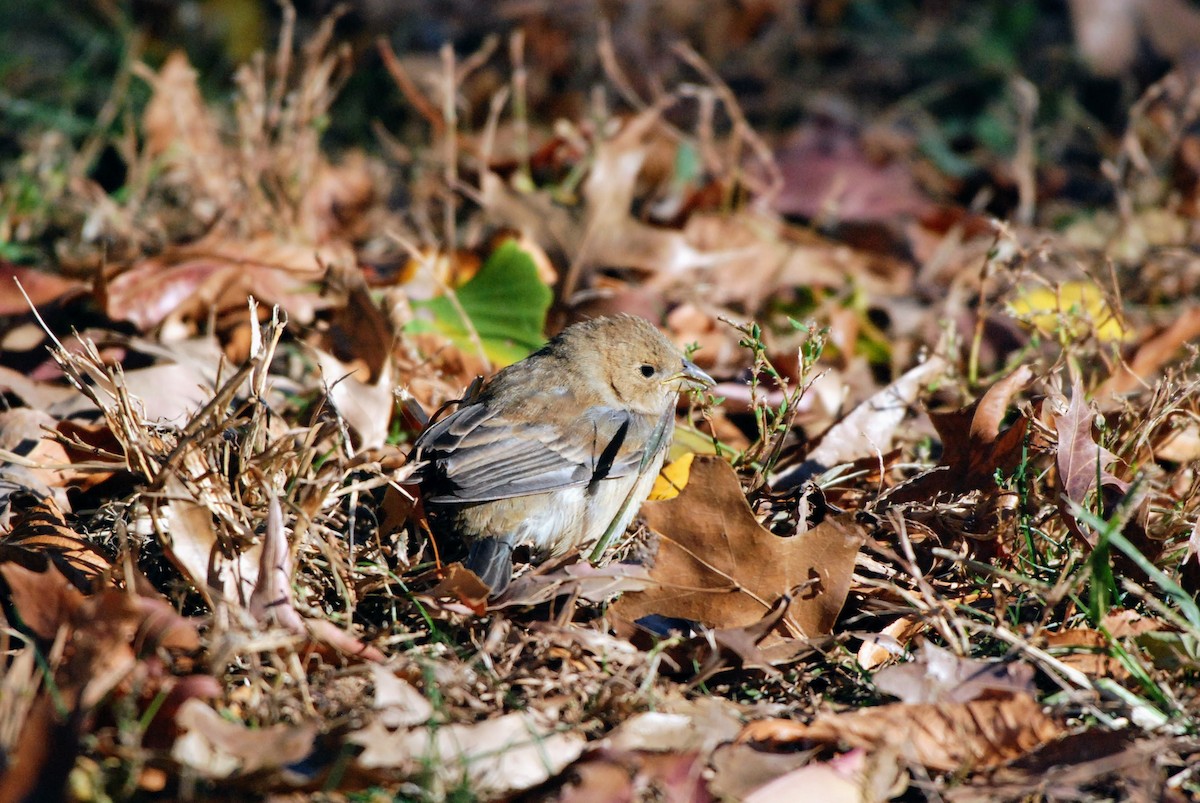 Indigo Bunting - ML626260052