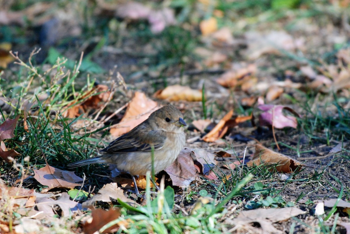 Indigo Bunting - ML626260053