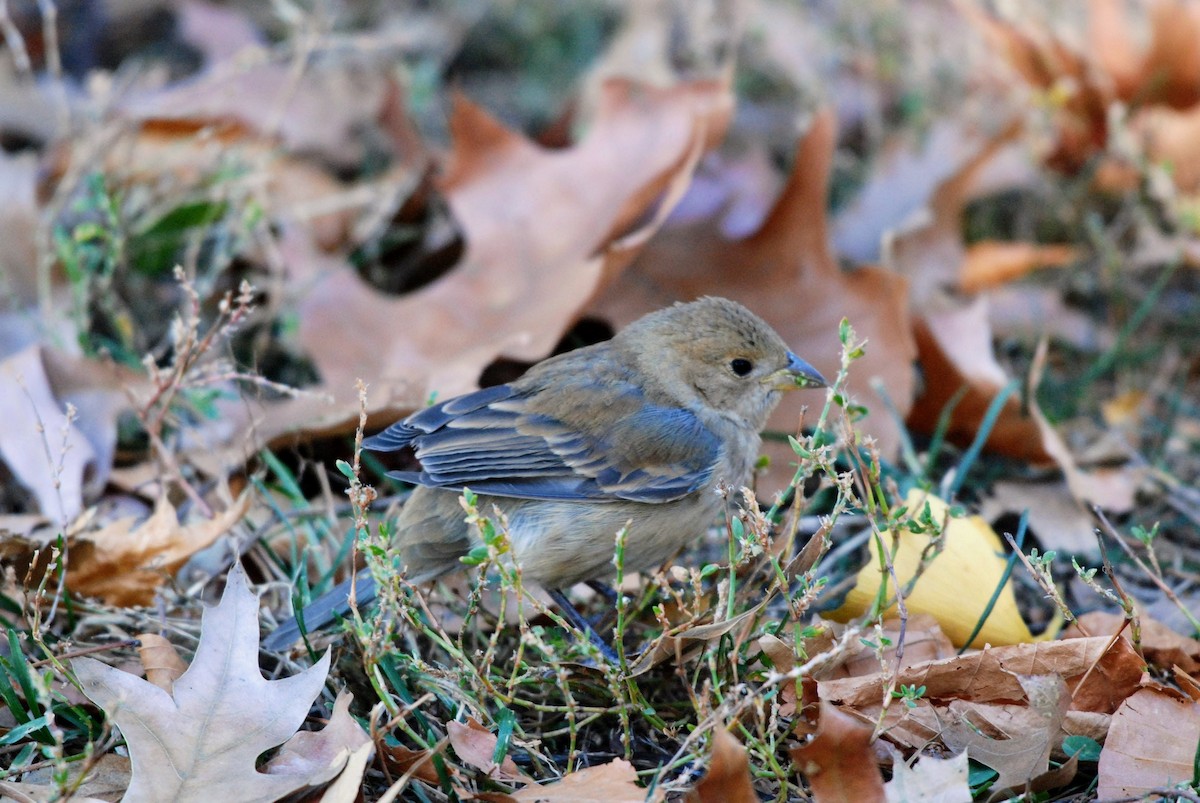 Indigo Bunting - ML626260066