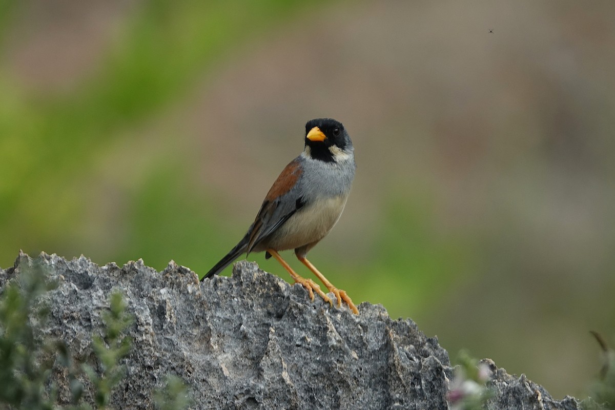 Buff-bridled Inca-Finch - ML626260069