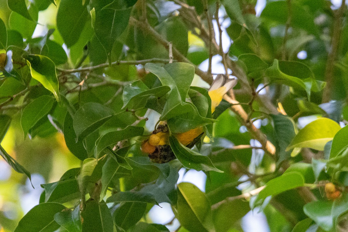 Yellow-throated Euphonia - ML626260128