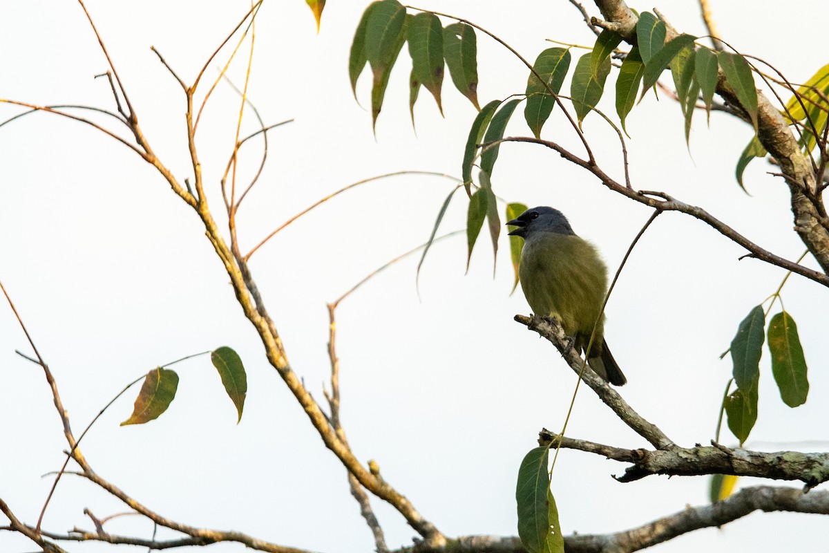 Yellow-winged Tanager - ML626260141