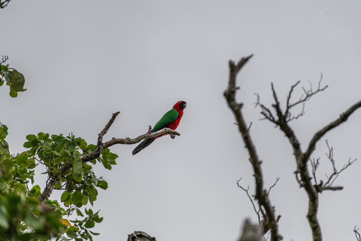 Papagayo Escarlata - ML626260172