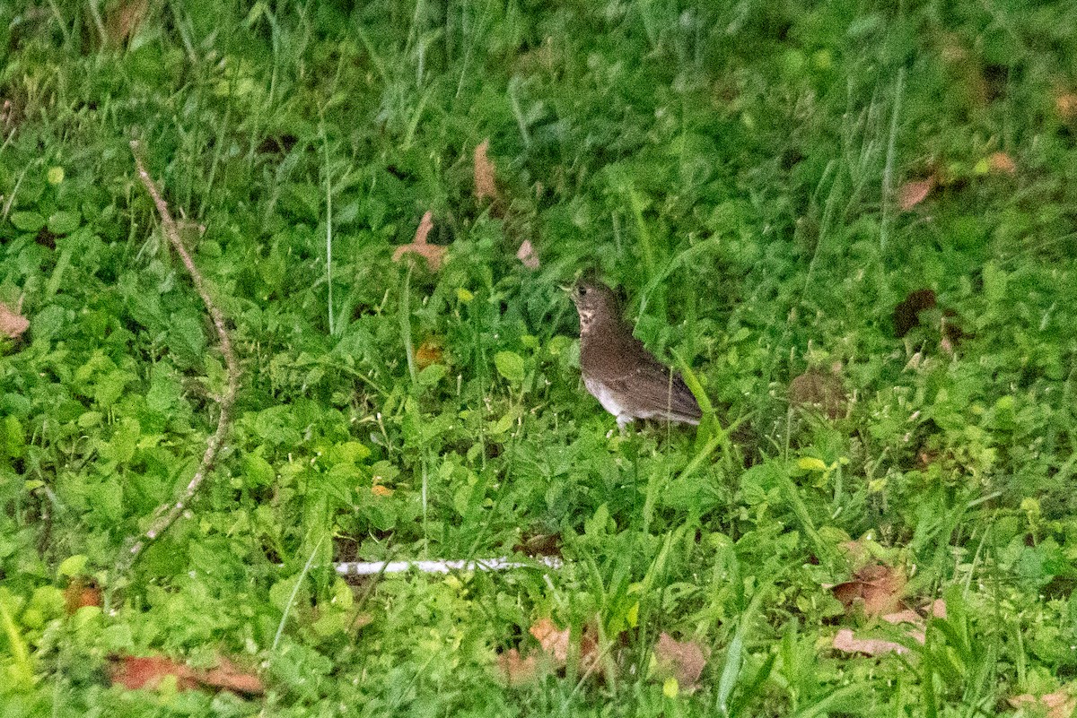 Gray-cheeked Thrush - ML626260204