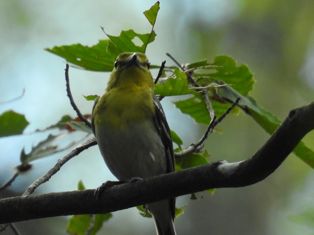 Yellow-throated Vireo - ML62626021