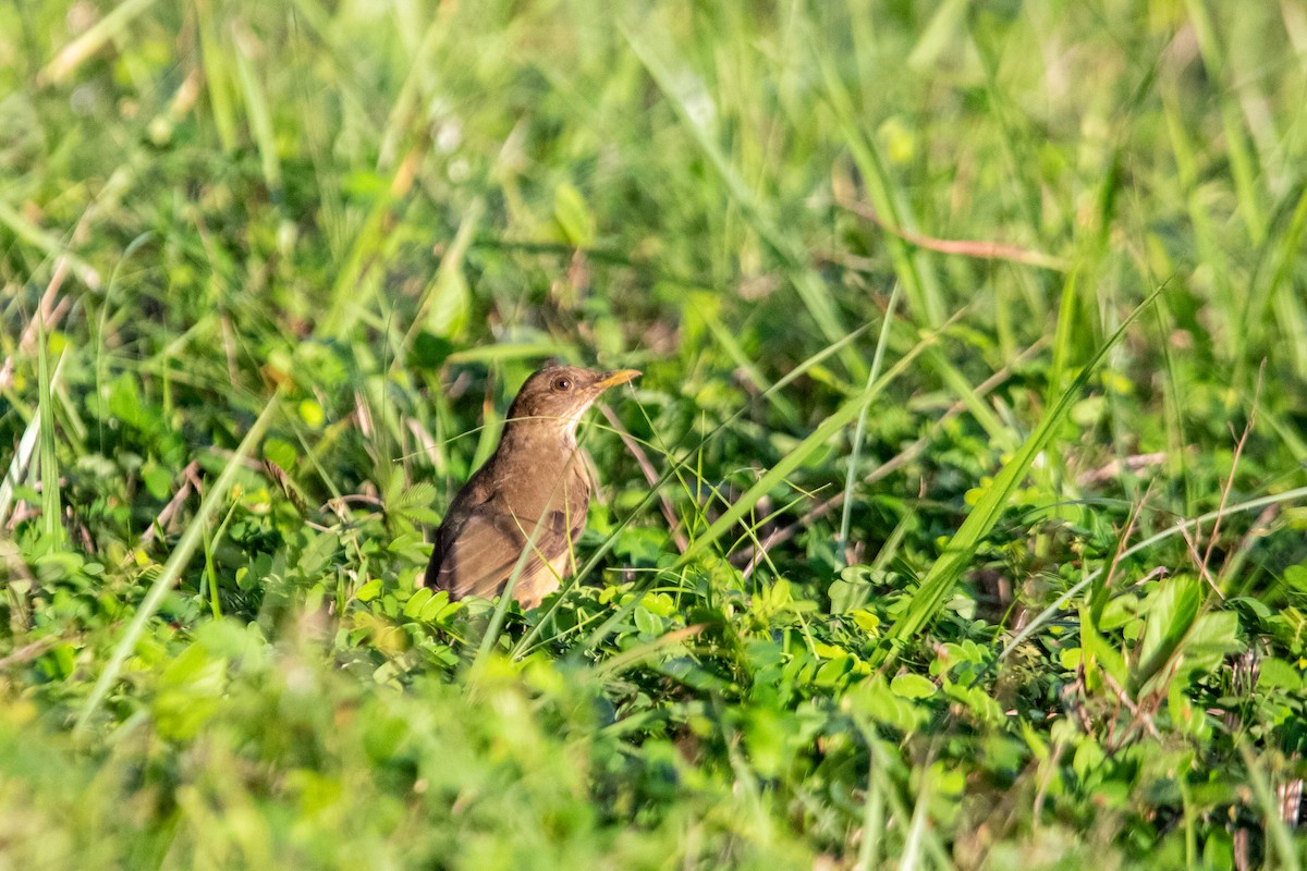 Clay-colored Thrush - ML626260220