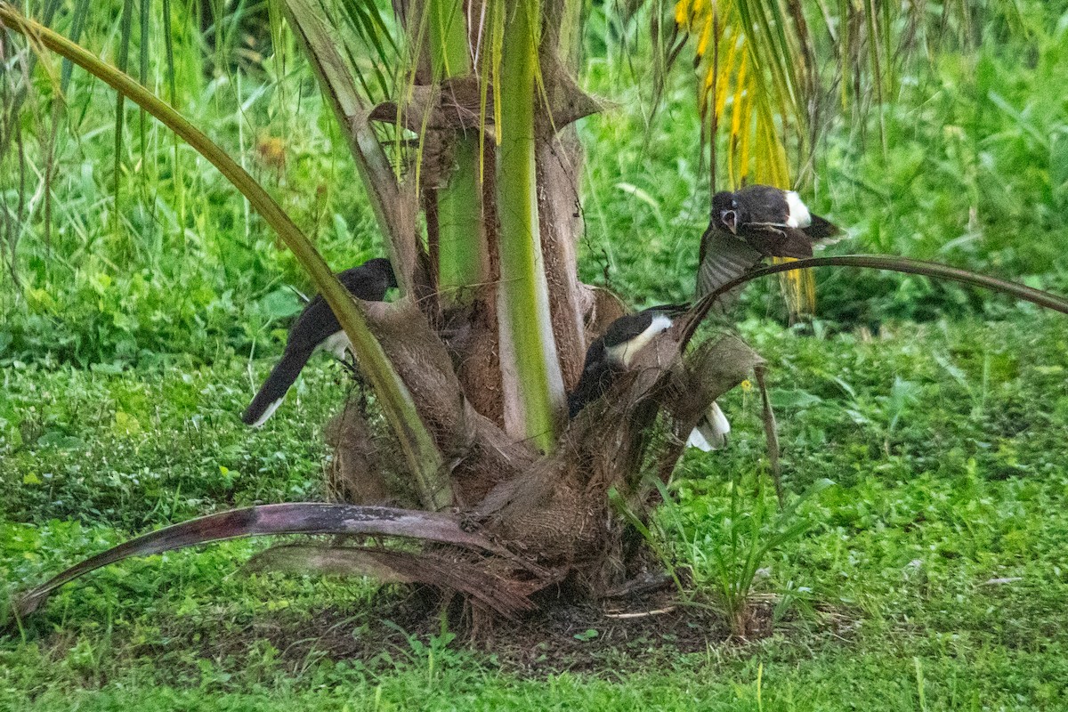 Brown Jay - ML626260378