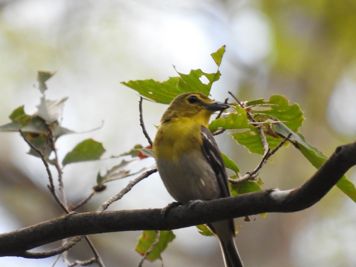 Yellow-throated Vireo - ML62626041