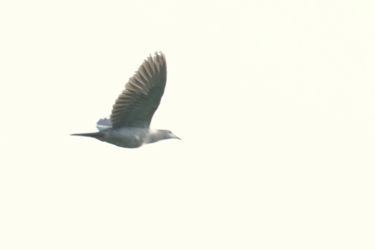 Green Imperial-Pigeon - ML626260420