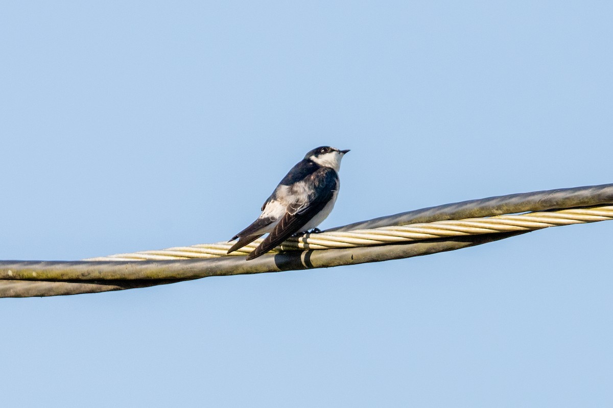 Mangrove Swallow - ML626260576