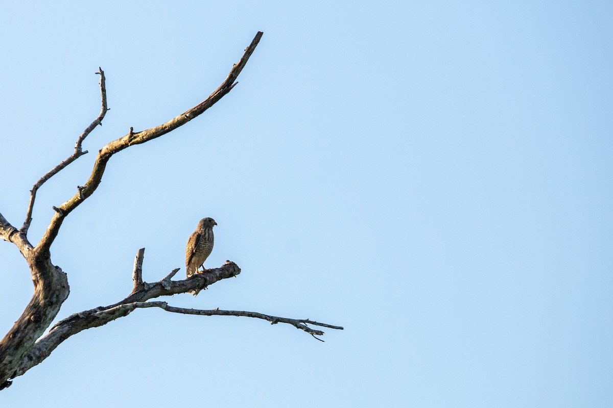 Roadside Hawk (Northern) - ML626260589