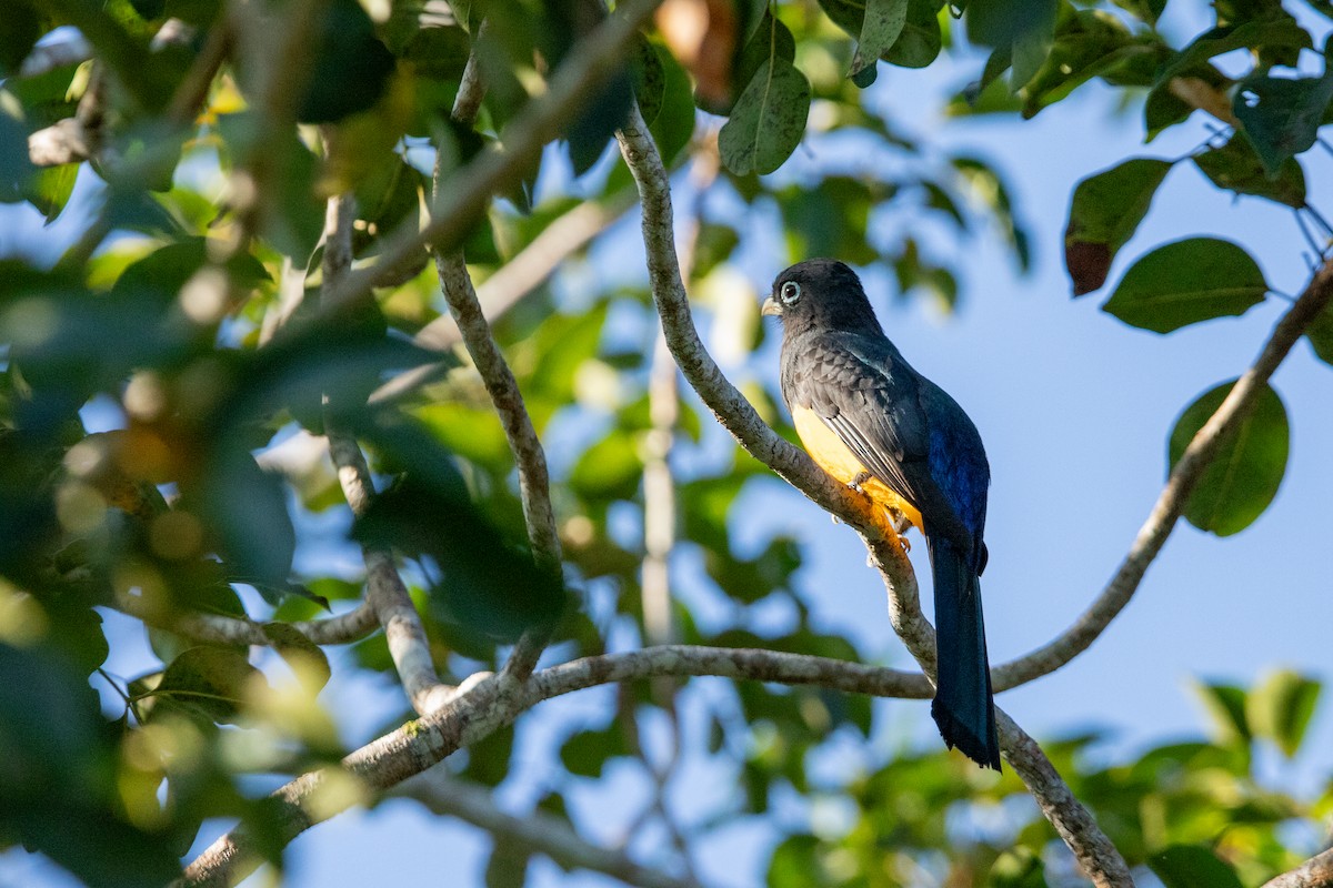 Black-headed Trogon - ML626260611