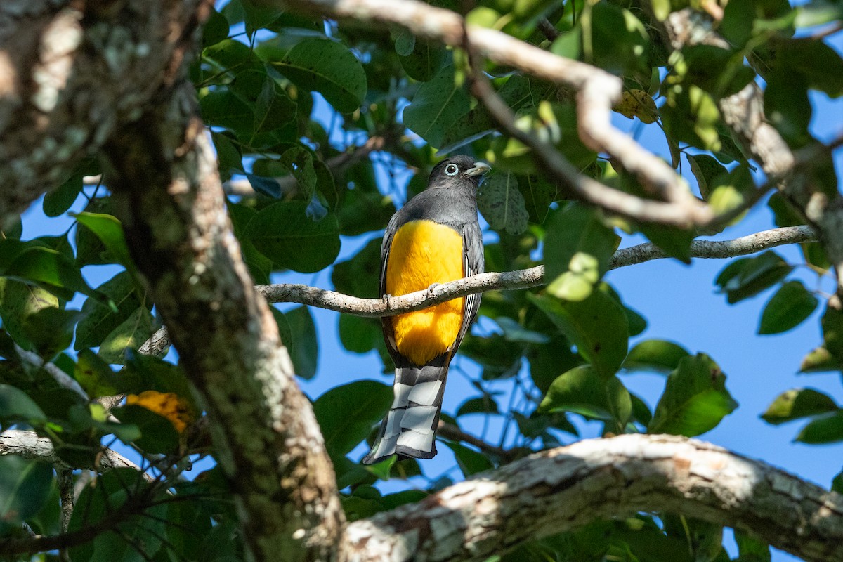 Black-headed Trogon - ML626260612