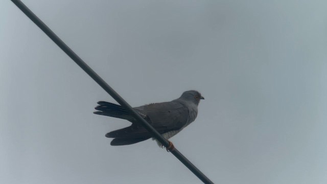 カッコウ - ML626260631