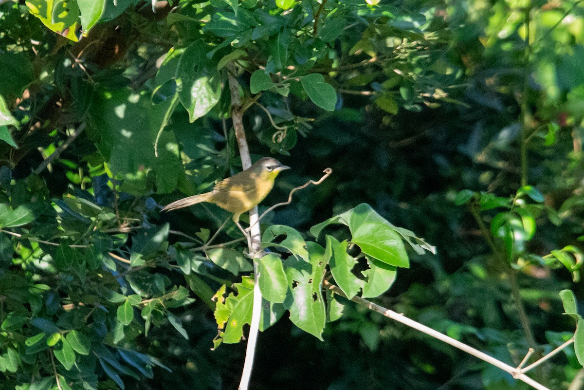 Gray-crowned Yellowthroat - ML626260643