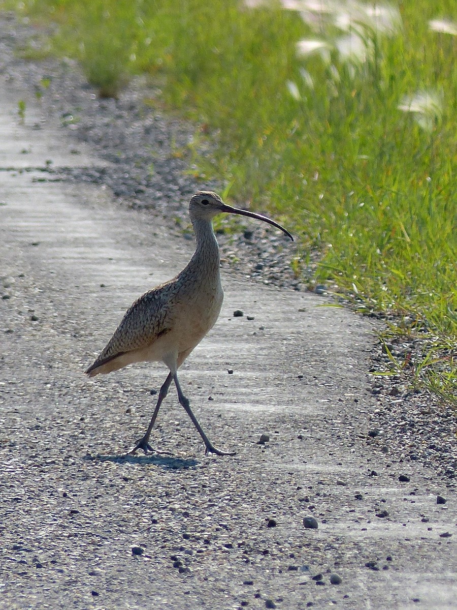 Long-billed Curlew - ML626260659