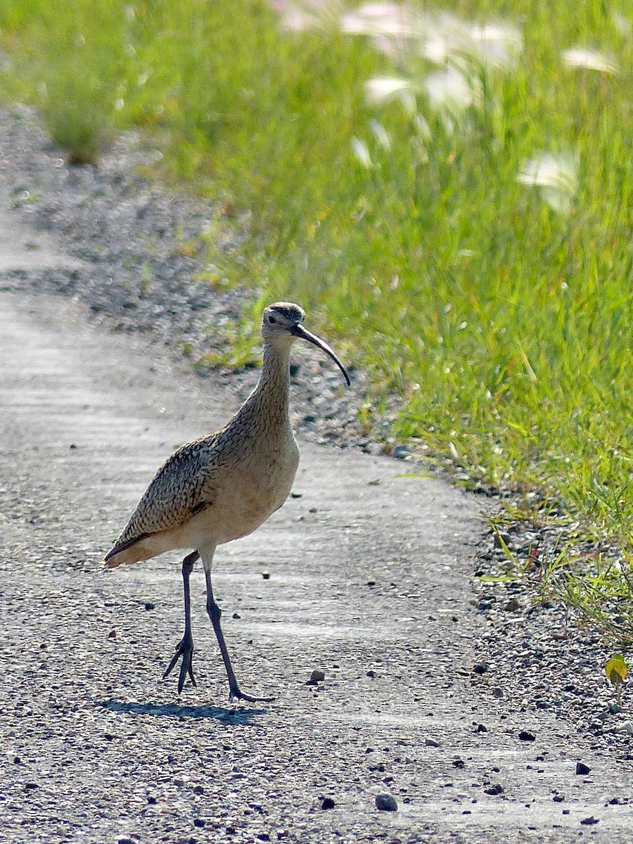Long-billed Curlew - ML626260660