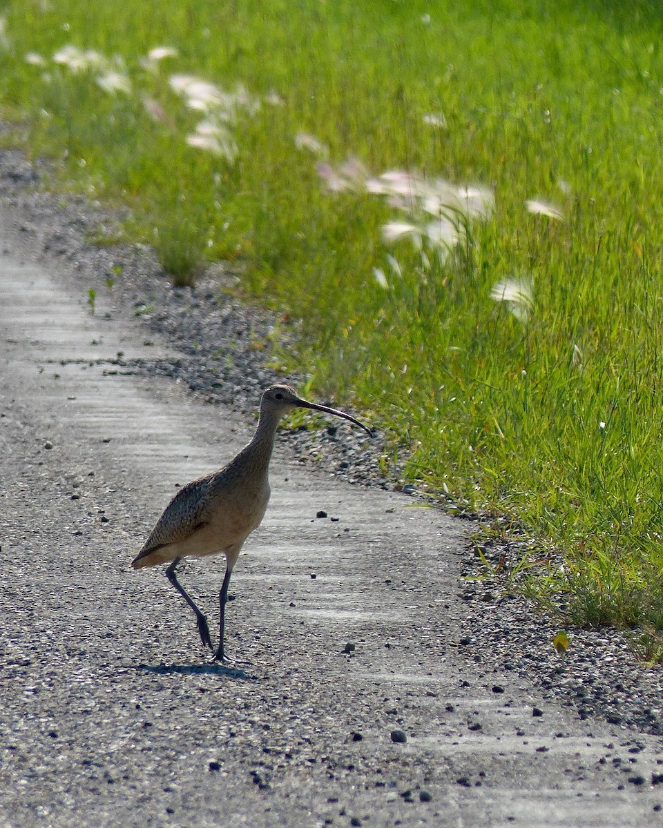 Long-billed Curlew - ML626260661