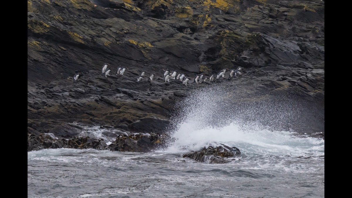 Pingüino Saltarrocas Meridional - ML626260838