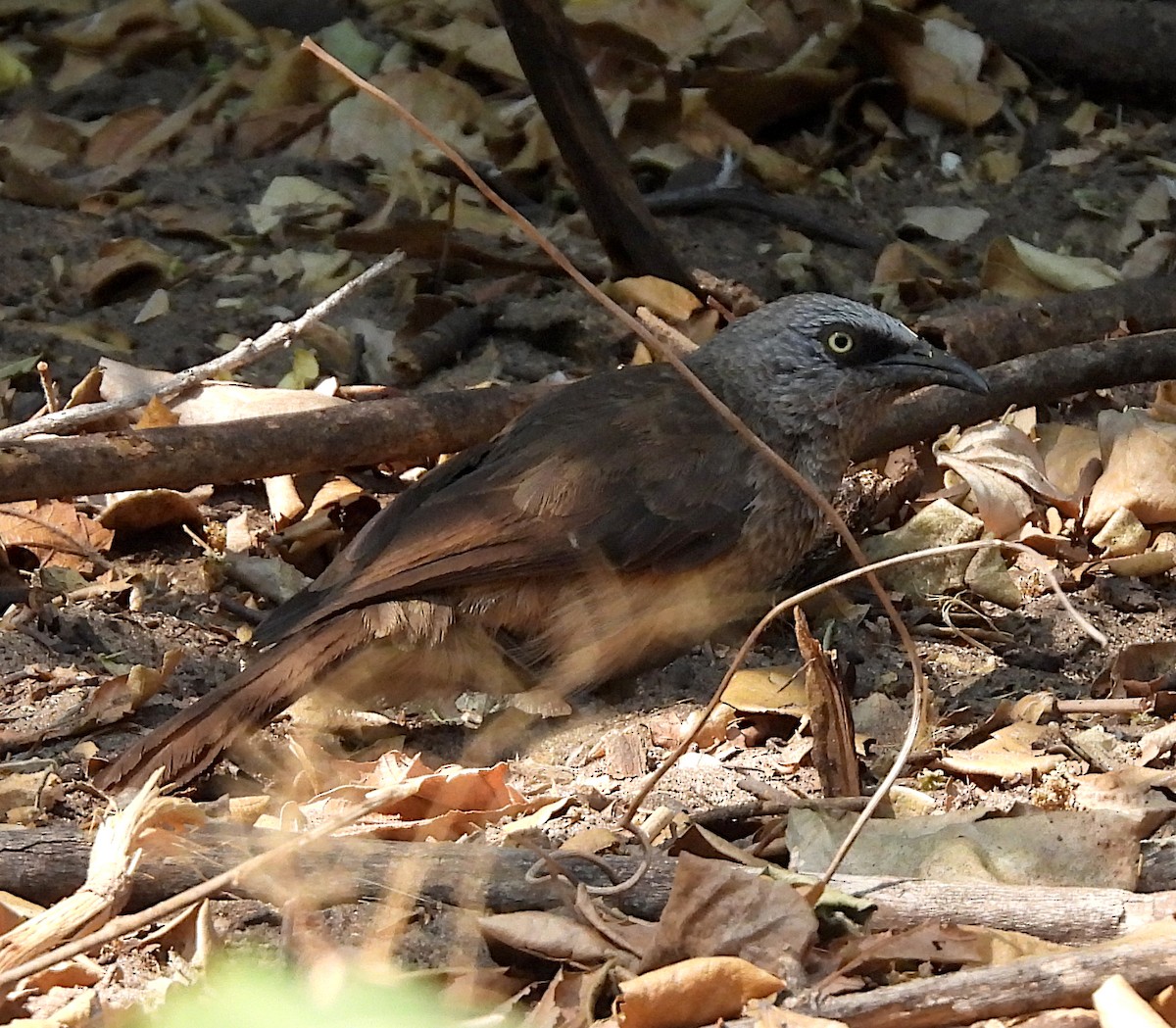 Black-faced Babbler - Niel Bruce