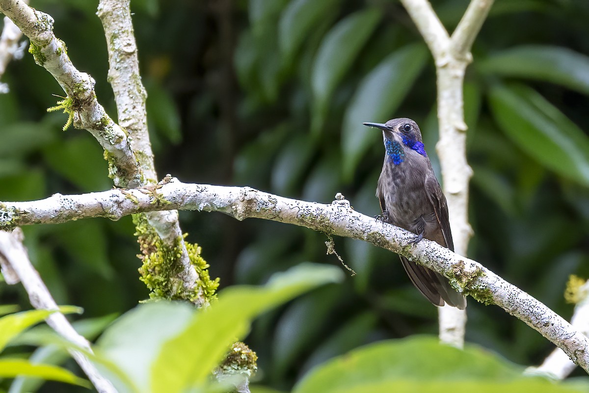 Colibrí Pardo - ML626260850