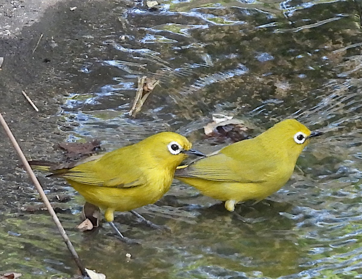 Southern Yellow White-eye - ML626260857