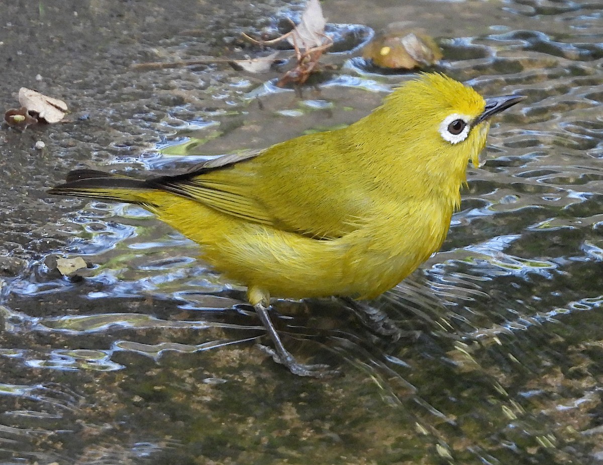 Southern Yellow White-eye - ML626260859