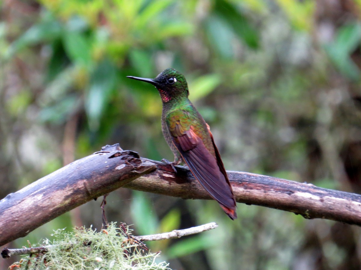 Colibrí Colirrojo - ML626260875