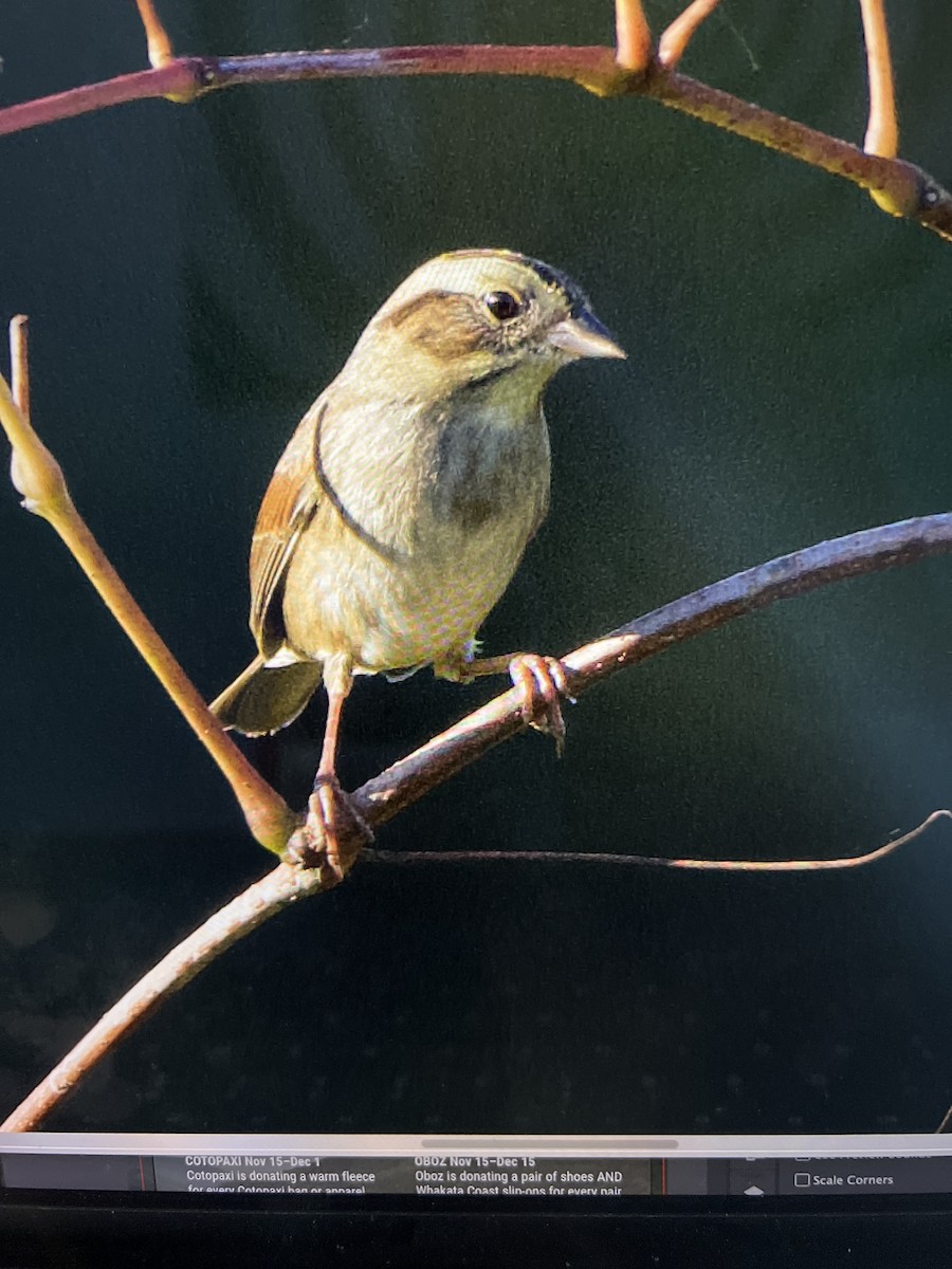 Swamp Sparrow - ML626260876